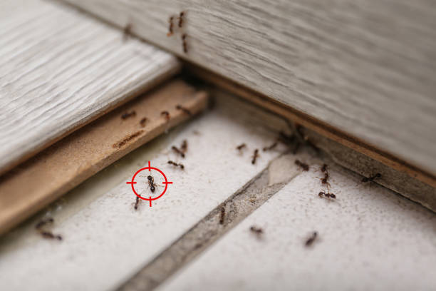 Best Wasp Removal Services  in Tarboro, NC