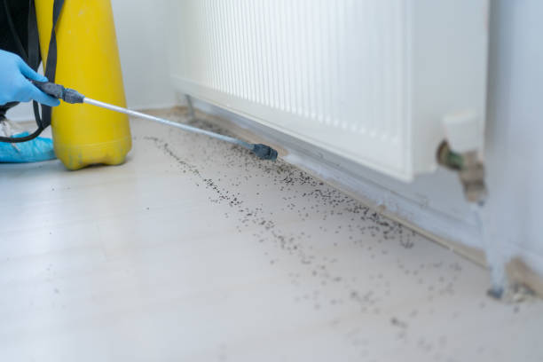 Best Bed Bug Extermination  in Tarboro, NC